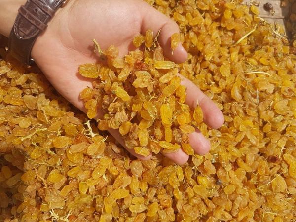 صادرات کشمش انگوری زرد آجیلی