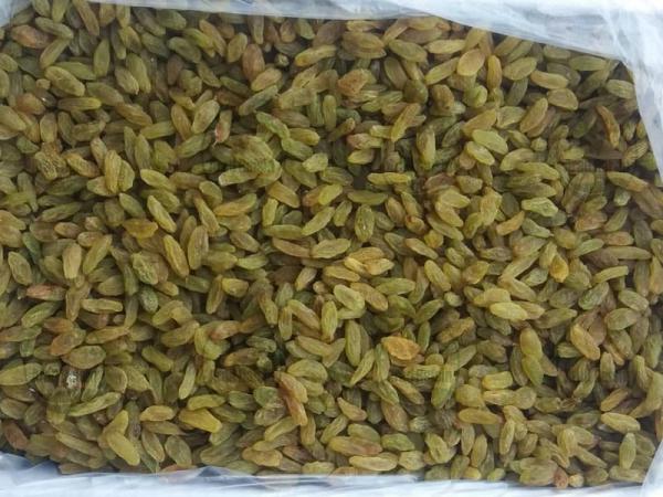 بازار خرید مویز شیراز بدون دانه
