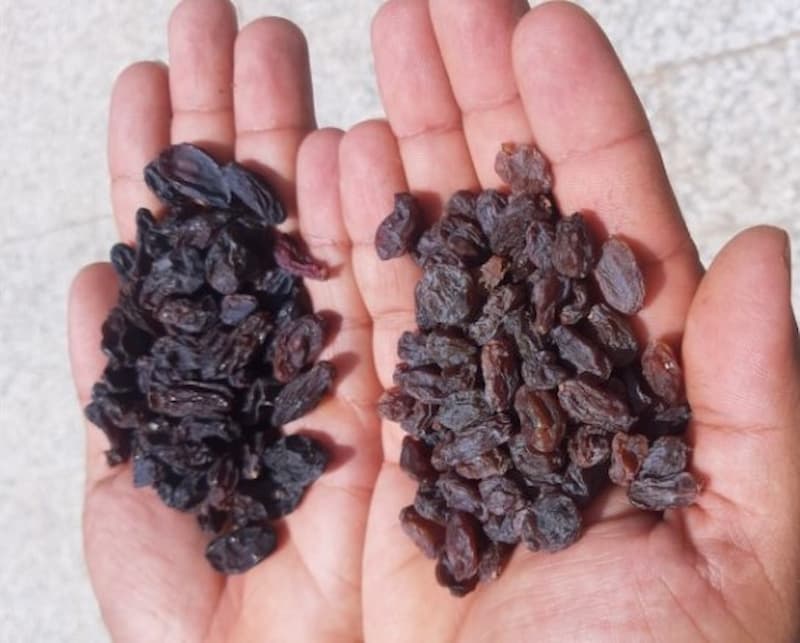 مرکز پخش مویز سرخ هسته دار
