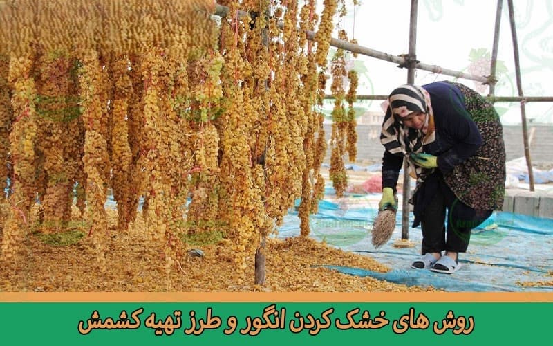 خرید از کارخانه کشمش طلایی ملکان