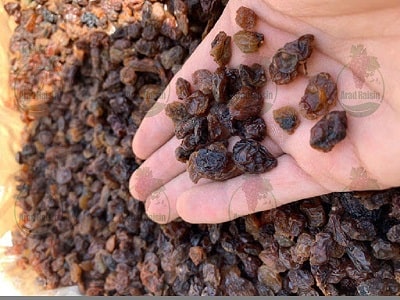 مرکز تولید کشمش صنعتی