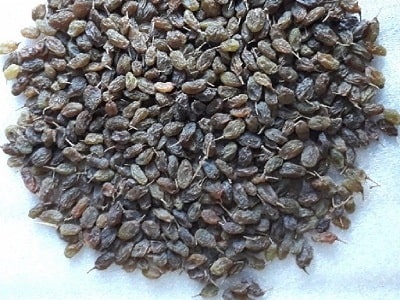 کشمش سایه خشک طبیعی با قیمت ارزان