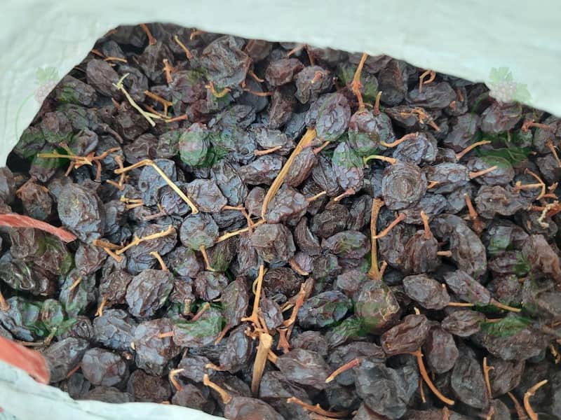 بهترین کشمش قرمز آفتابی را از کجا خرید کنم؟