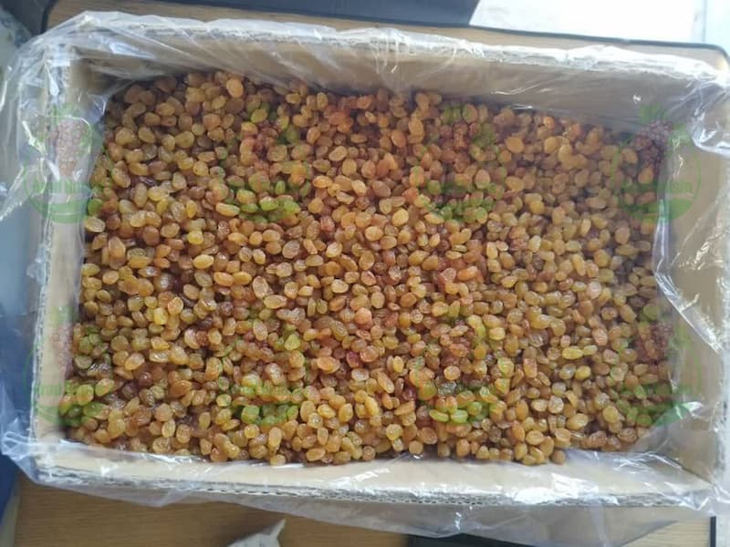 خرید حضوری کشمش تاکستان