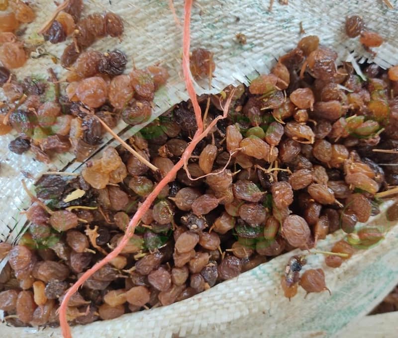 فروش کشمش تیزابی طلایی بی دانه